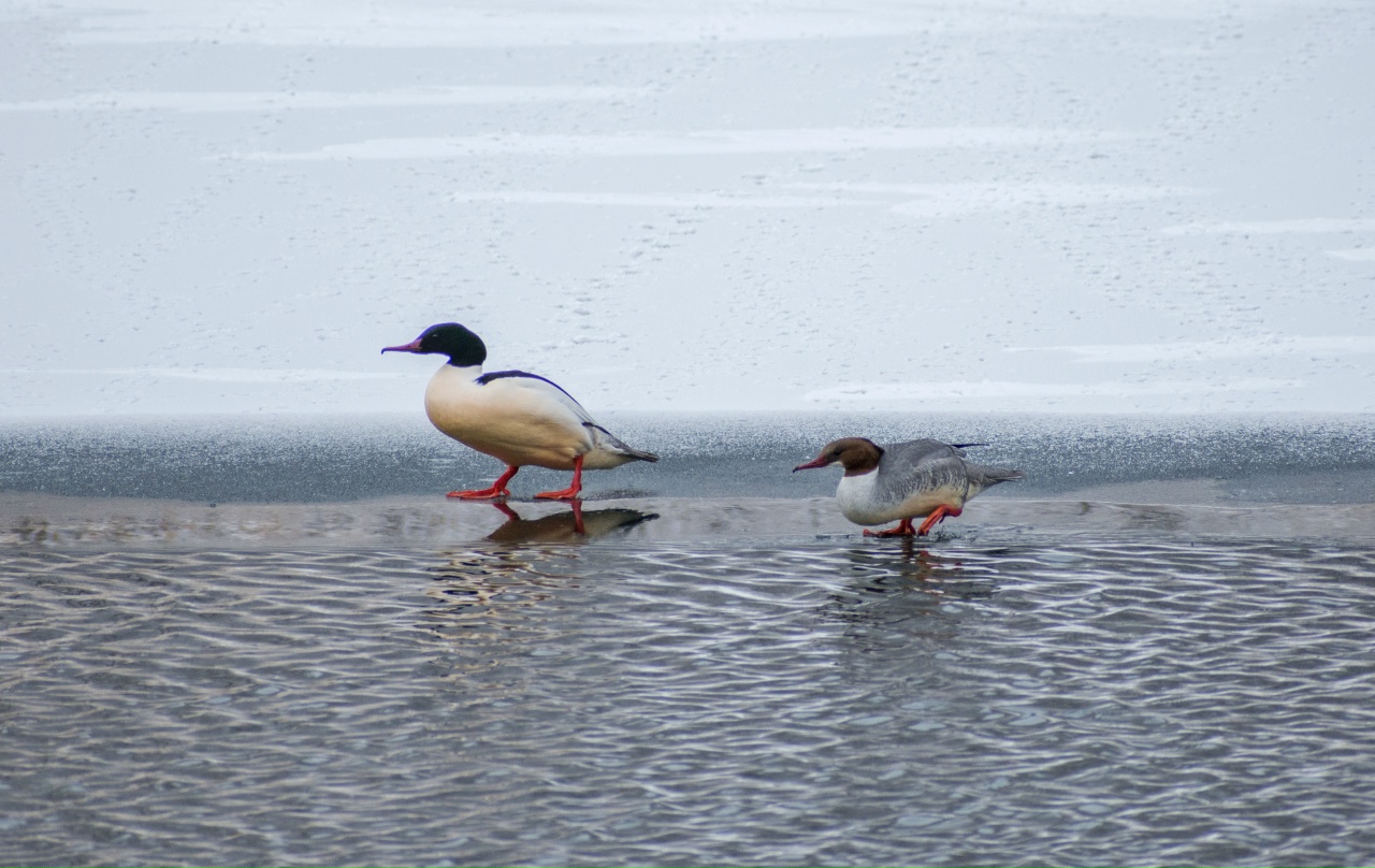 В саратовских водоемах замечены исчезающие виды птиц